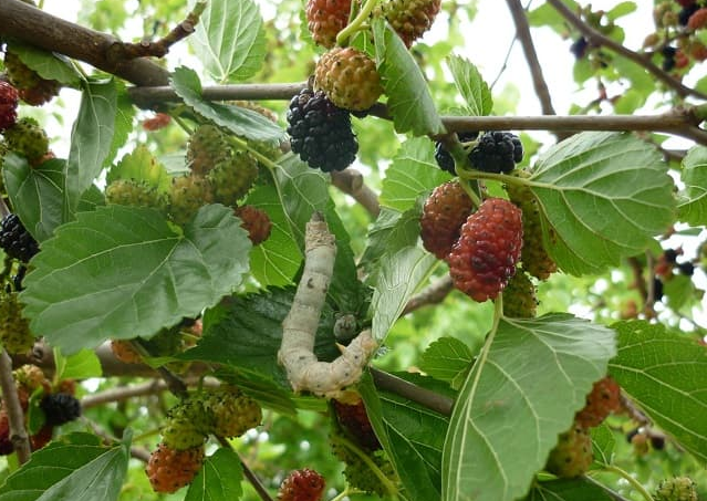 Điểm danh các loại thảo dược giúp mắt sáng, tăng cường thị lực