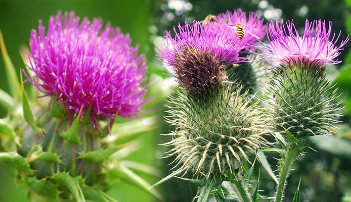 Điểm danh các loại thảo dược giúp mắt sáng, tăng cường thị lực