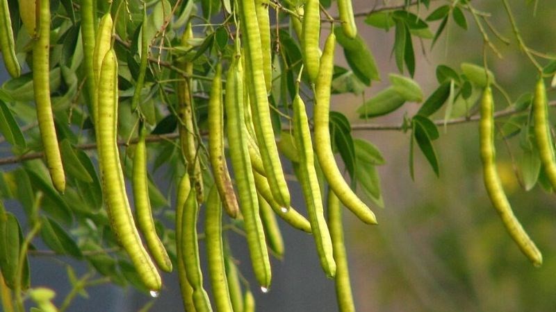 Điểm danh các loại thảo dược giúp mắt sáng, tăng cường thị lực