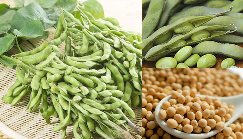 Lợi ích sức khỏe và tác dụng chữa bệnh của đậu nành