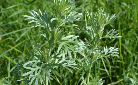 Điều trị ngạt mũi mùa lạnh bằng thực phẩm tự nhiên