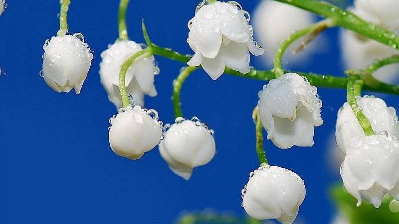 Dự báo thời tiết ngày mai (7/2): Bắc Bộ chuyển rét đậm, vùng núi rét hại; Trung Bộ mưa rào, cục bộ mưa to và giông; phía Nam ngày nắng Dự báo thời tiết ngày mai (7/2): Bắc Bộ chuyển rét đậm, vùng núi rét hại; Trung Bộ mưa rào, cục bộ mưa to và giông; phía Nam ngày nắng