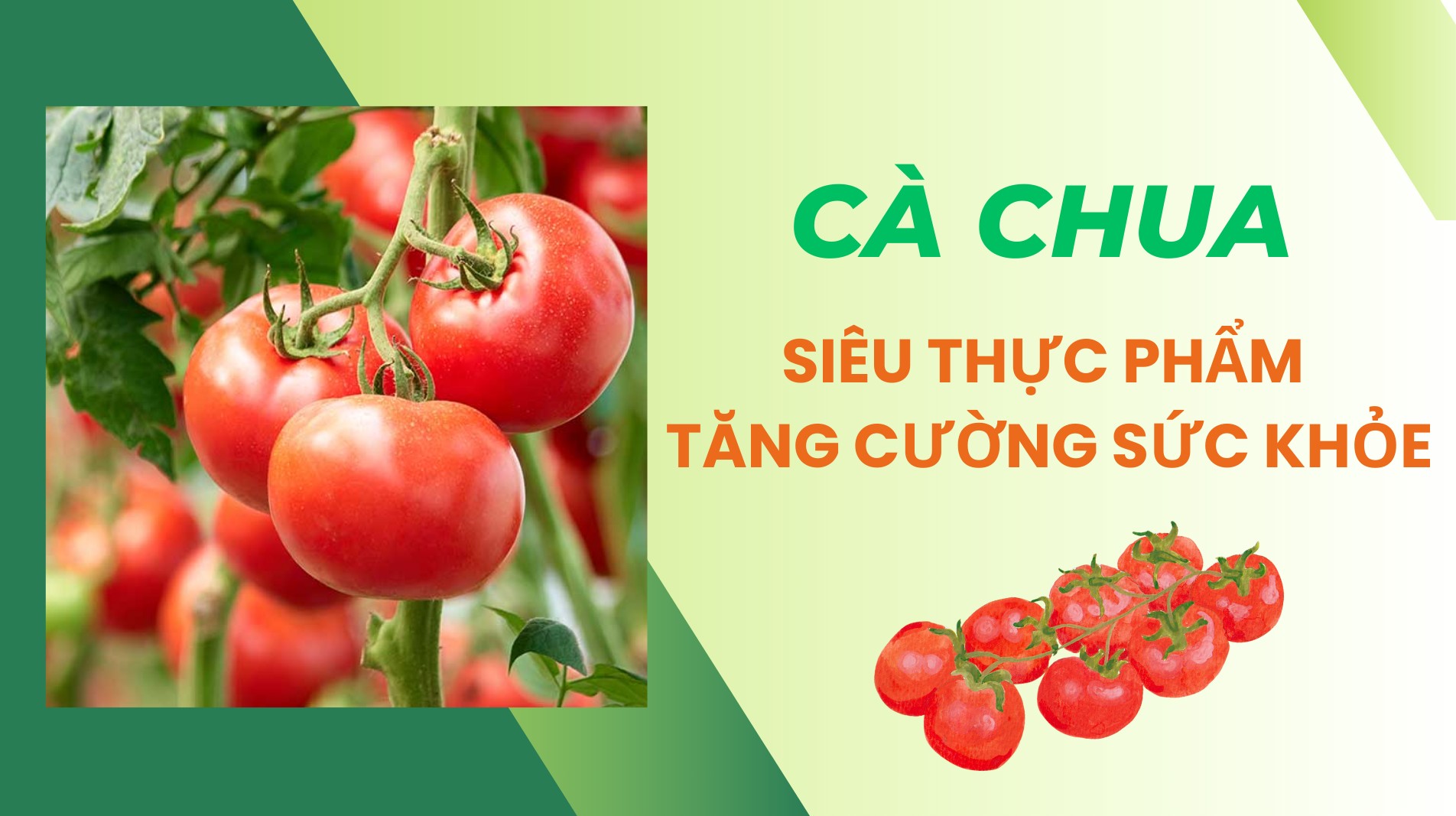 [E-Magazine] Cà chua - "Siêu thực phẩm" tăng cường sức khỏe