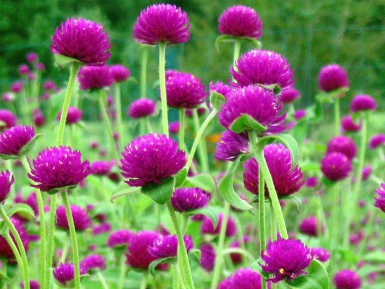 Cách sử dụng cây cúc bách nhật trong các bài thuốc chữa bệnh