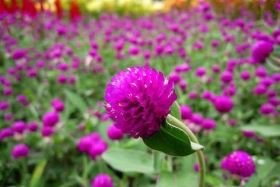 Cách sử dụng dược liệu cúc bách nhật trong các bài thuốc chữa bệnh