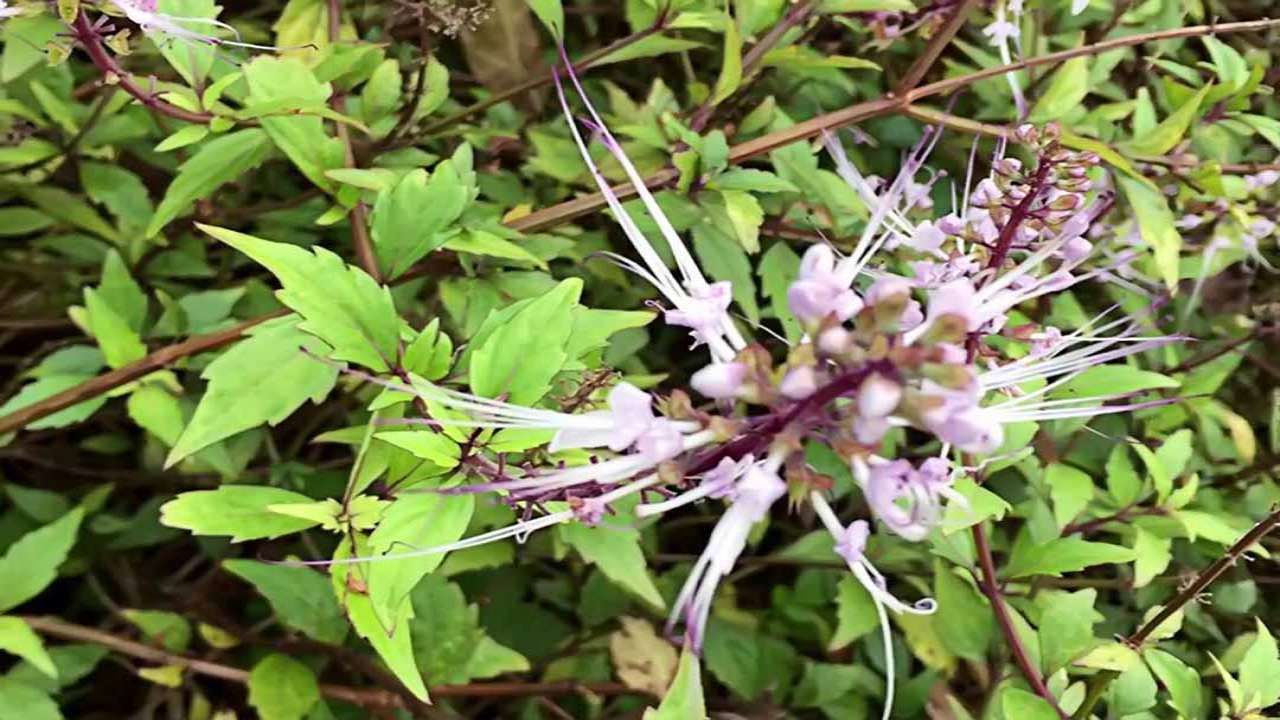 Cách sử dụng cây râu mèo trong các bài thuốc chữa bệnh