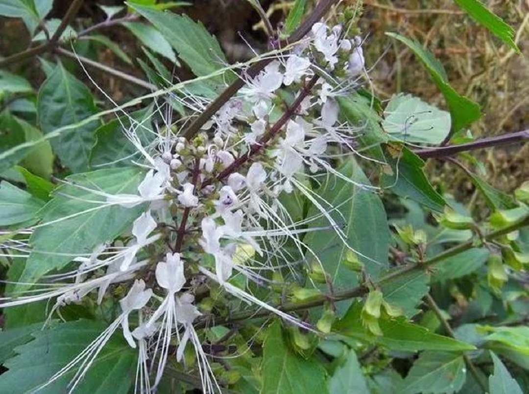 Cách sử dụng cây râu mèo trong các bài thuốc chữa bệnh