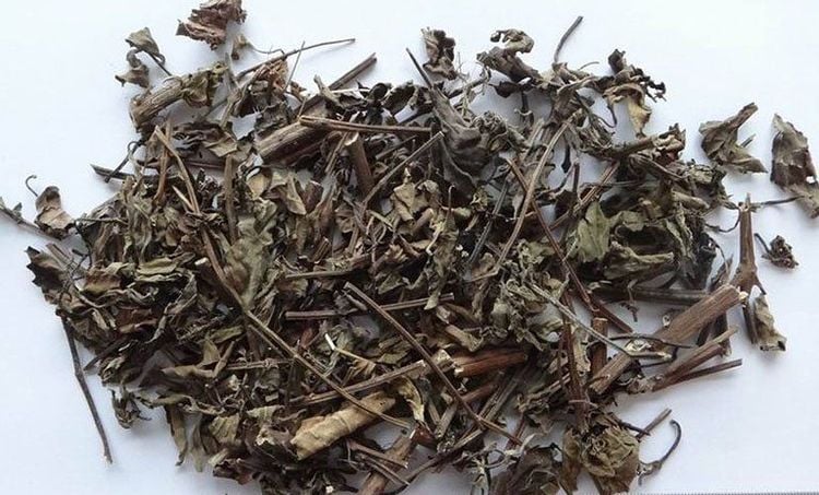 Cách sử dụng cây râu mèo trong các bài thuốc chữa bệnh