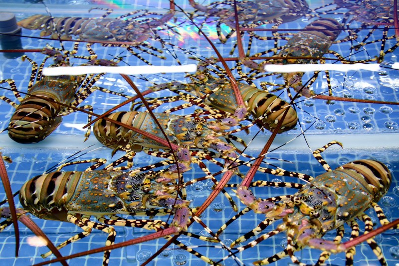 Lễ hội Tôm hùm đầu tiên tại miền Bắc – Đại tiệc hải sản có “1-0-2” Lễ hội Tôm hùm đầu tiên tại miền Bắc – Đại tiệc hải sản có “1-0-2”