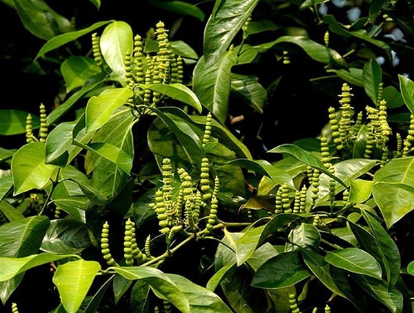 Bài thuốc chữa bệnh từ cây dây gắm