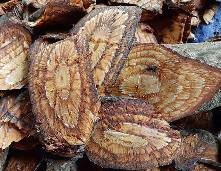 Bài thuốc chữa bệnh từ cây dây gắm