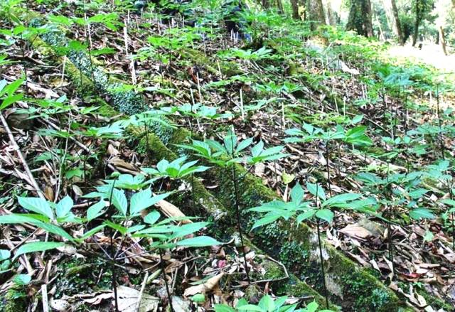 Hình thành trung tâm công nghiệp dược liệu tại Quảng Nam