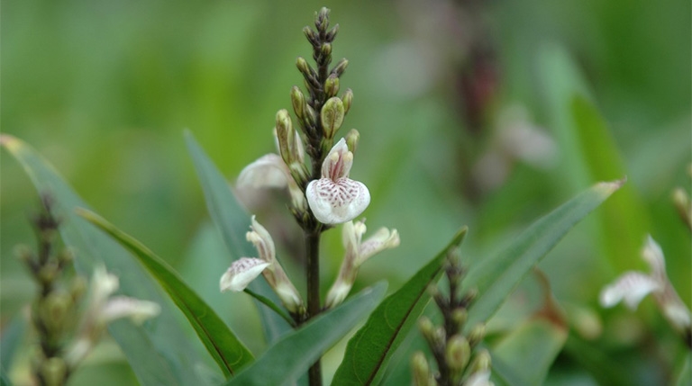 Bài thuốc chữa bệnh từ cây thanh táo