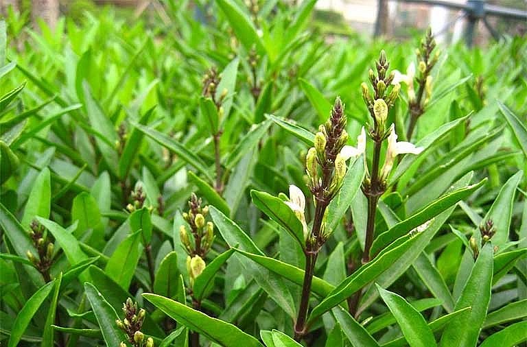 Bài thuốc chữa bệnh từ cây thanh táo