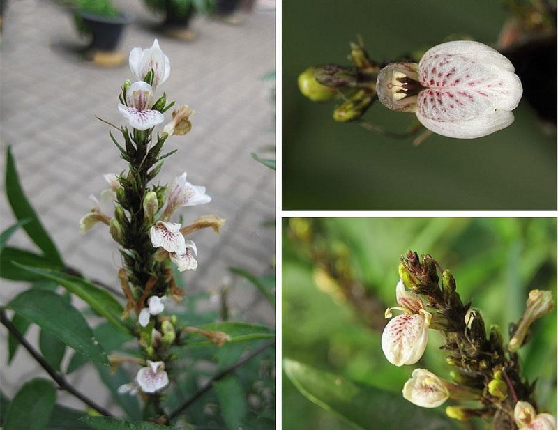 Bài thuốc chữa bệnh từ cây thanh táo