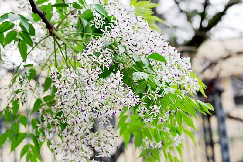 Dự báo thời tiết đêm nay và ngày 4/3/2025: Hà Nội và các khu vực trên cả nước