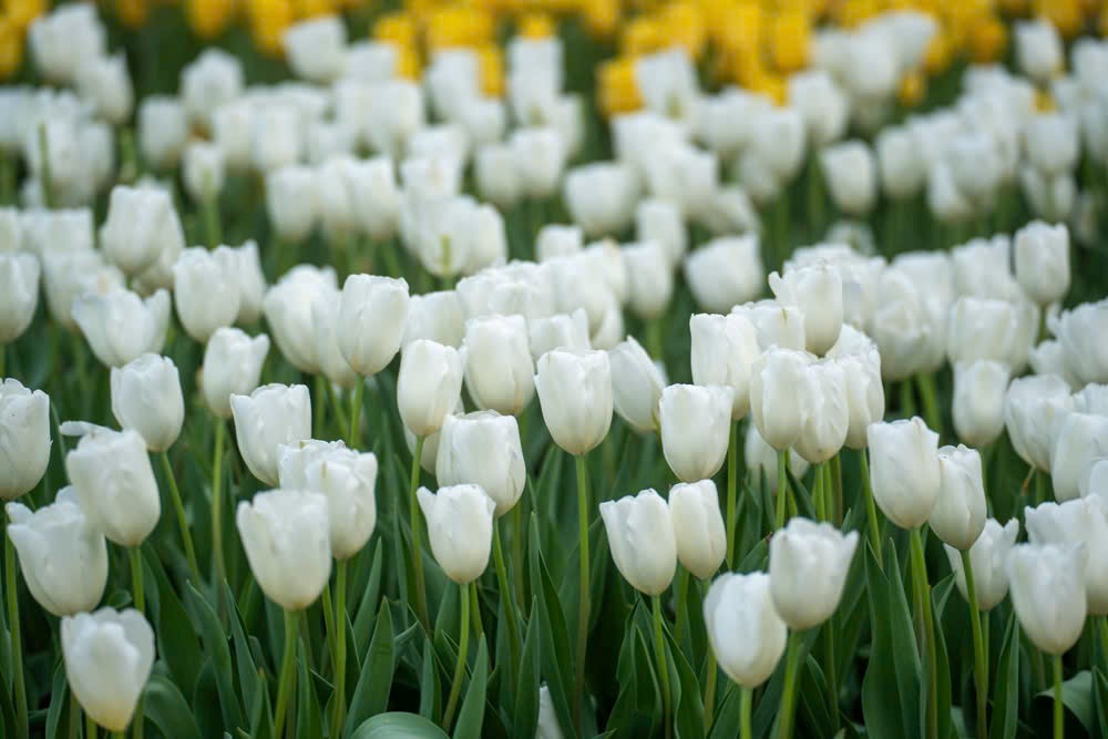 Loạt trải nghiệm và phần quà hấp dẫn trong dịp 8/3 tại núi Bà Đen Loạt trải nghiệm và phần quà hấp dẫn trong dịp 8/3 tại núi Bà Đen