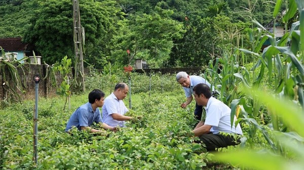 Hoà Bình: Phát triển y dược học cổ truyền mở ra hướng đi mới