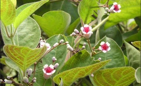 Cách dùng dây mơ lông chữa bệnh đường tiêu hóa