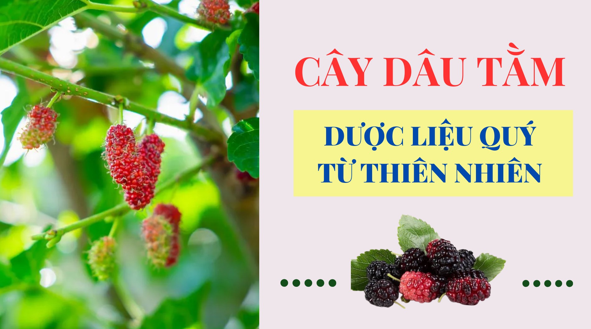 [E-Magazine] Cây dâu tằm: Dược liệu quý từ thiên nhiên