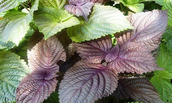 Bí quyết trồng 9 loại rau gia vị và dược liệu tại nhà