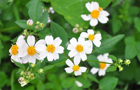 Cây rau bô binh: Công dụng, cách dùng trị bệnh