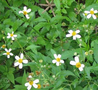 Cây rau bô binh: Công dụng, cách dùng trị bệnh