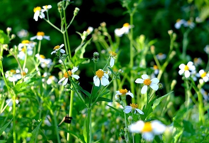 Cây rau bô binh: Công dụng, cách dùng trị bệnh