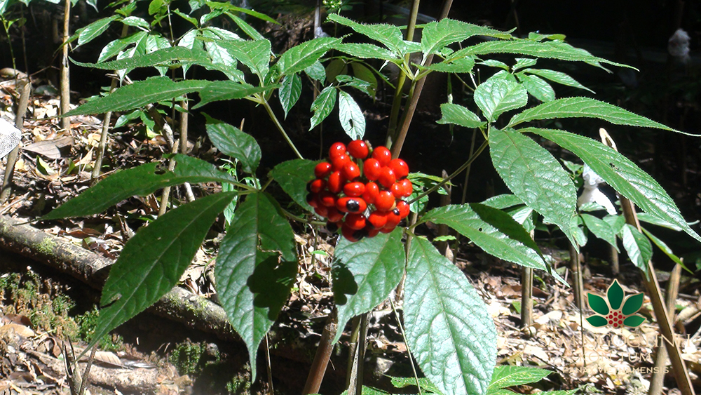 Cách sử dụng Sâm Ngọc Linh hiệu quả Cách sử dụng Sâm Ngọc Linh hiệu quả