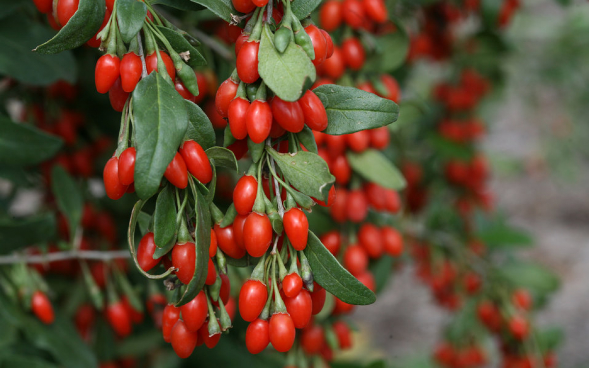 Khám phá cách dùng kỷ tử trong món ăn hàng ngày để chăm sóc sức khỏe