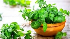 Lá bạc hà: Thảo dược làm mát da, giảm sưng viêm hiệu quả