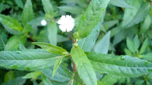 Cây cỏ mực: Thảo dược thanh lọc cơ thể, hỗ trợ giảm cân