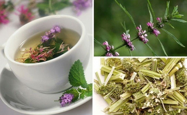 Cây ích mẫu: Thảo dược hỗ trợ điều trị rối loạn kinh nguyệt