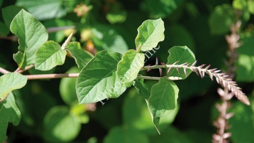 Cây cỏ xước: Thảo dược giảm đau nhức xương khớp cho phụ nữ