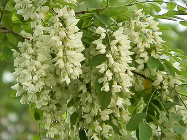 Cây hoa hòe: Dược liệu giúp giảm triệu chứng tiền mãn kinh