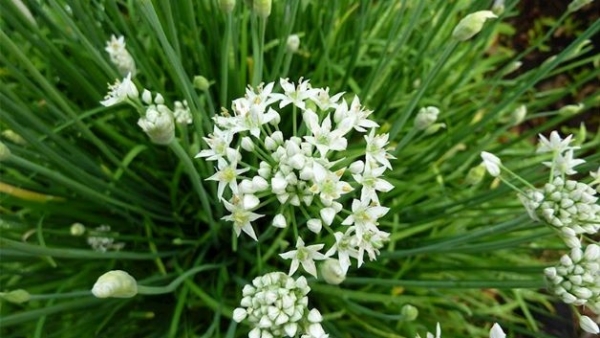 Cây lá hẹ: Thảo dược hỗ trợ điều trị ho và viêm họng hiệu quả