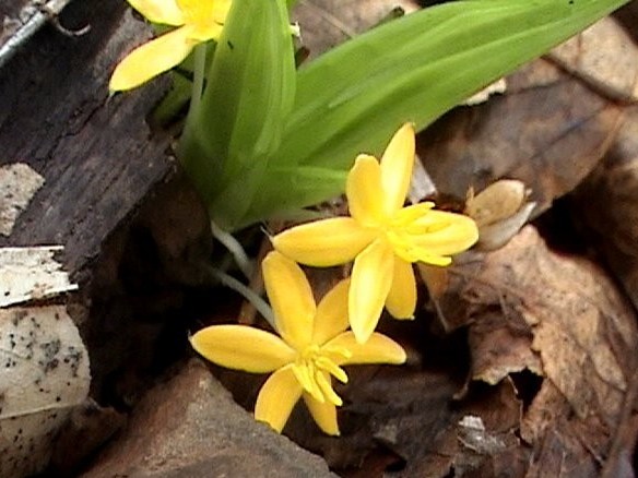 Cây sâm cau: Thảo dược hỗ trợ điều trị yếu sinh lý hiệu quả