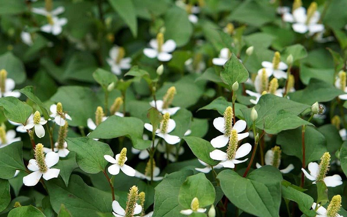 Rau diếp cá: Loại rau nồng mùi nhưng mang lại lợi ích sức khỏe đáng kinh ngạc