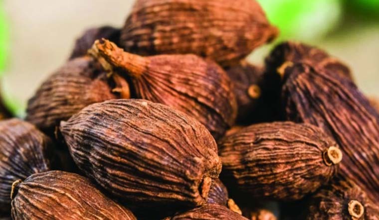 Thảo quả: Dược liệu quý với nhiều lợi ích sức khỏe