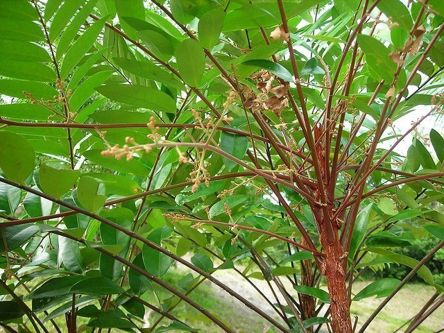 Tác dụng của cây bá bệnh trong việc tăng cường sinh lý nam