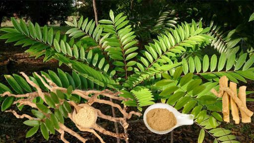 Tác dụng của cây bá bệnh trong việc tăng cường sinh lý nam