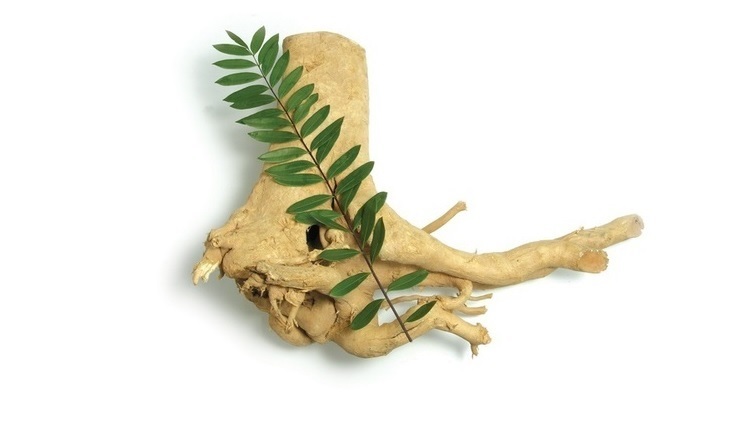 Tác dụng của cây bá bệnh trong việc tăng cường sinh lý nam