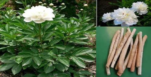 Bạch thược: Thảo dược vàng cho phụ nữ bổ huyết và điều hòa kinh nguyệt