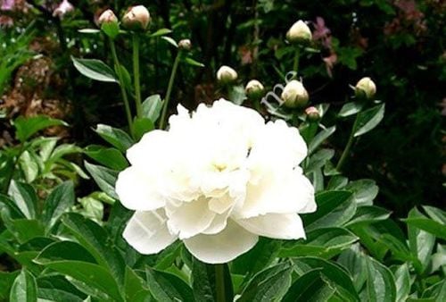 Bạch thược: Thảo dược vàng cho phụ nữ bổ huyết và điều hòa kinh nguyệt