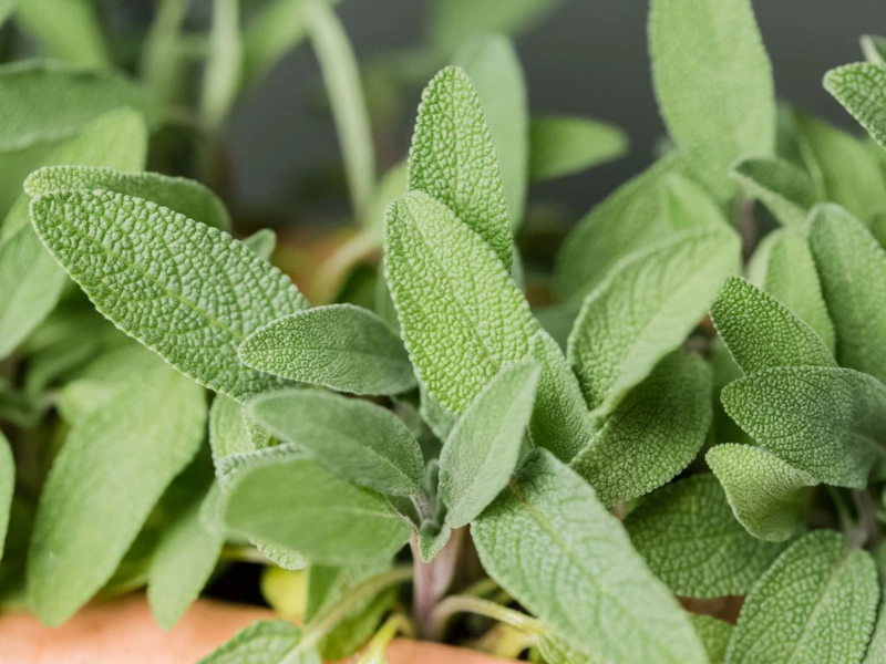 Cây xô thơm: Bí quyết vàng cho hệ tiêu hóa và giảm đau bụng hiệu quả