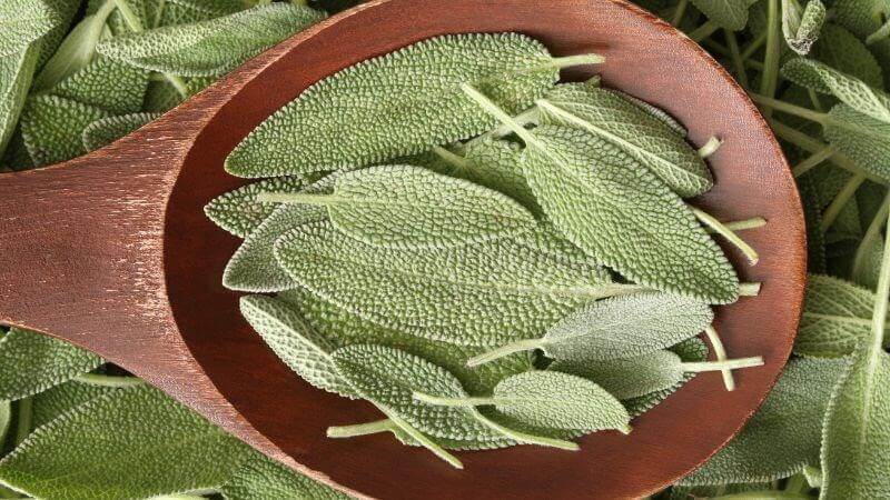 Cây xô thơm: Bí quyết vàng cho hệ tiêu hóa và giảm đau bụng hiệu quả