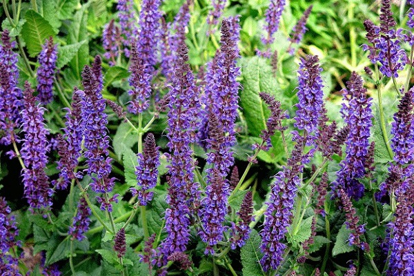 Cây xô thơm: Bí quyết vàng cho hệ tiêu hóa và giảm đau bụng hiệu quả