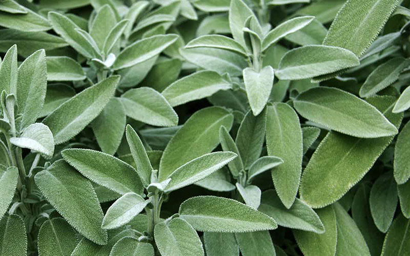 Cây xô thơm: Bí quyết vàng cho hệ tiêu hóa và giảm đau bụng hiệu quả