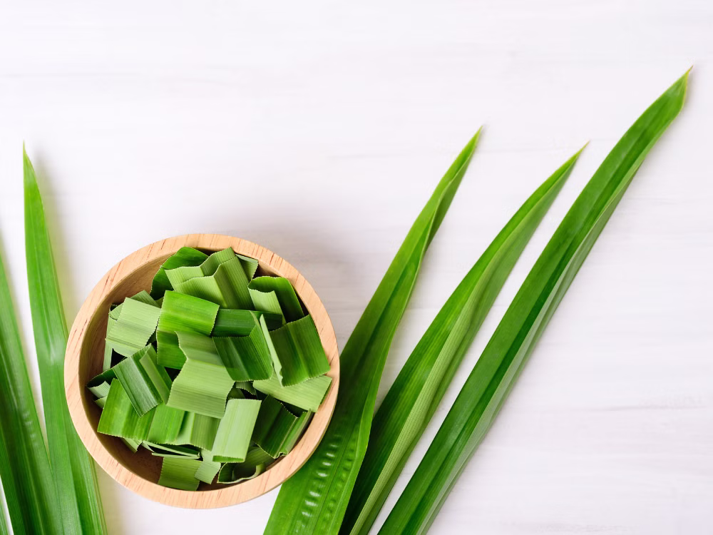 Lá dứa: Thần dược tự nhiên cho hệ tiêu hóa và giải nhiệt cơ thể