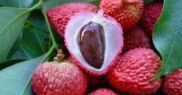 Bài thuốc chữa bệnh hiệu quả từ quả vải